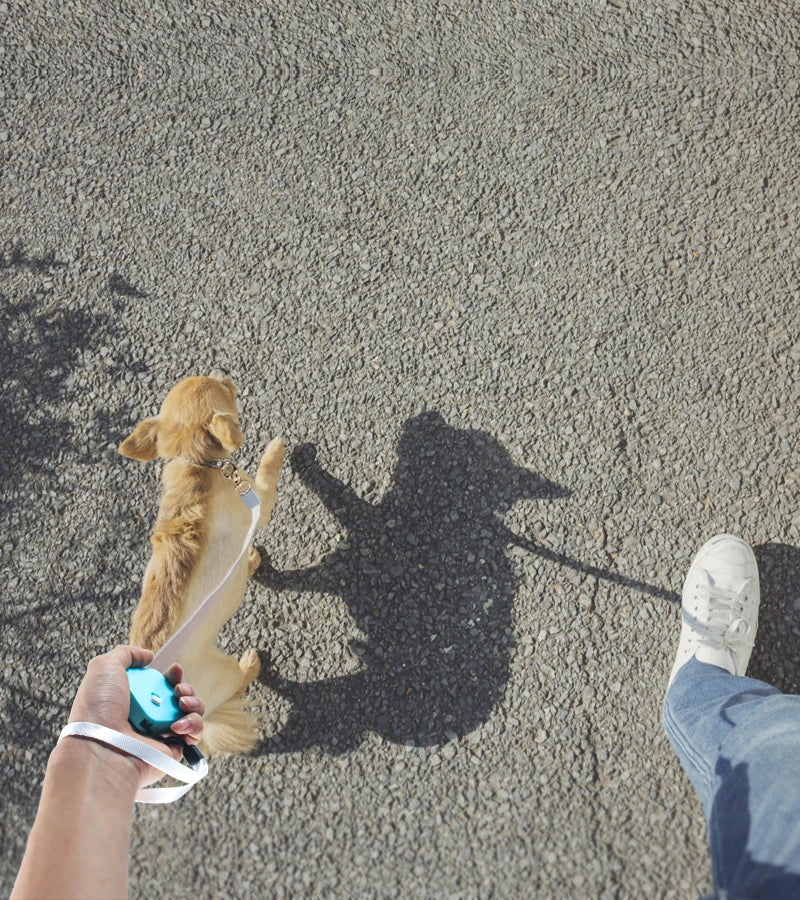 Retractable 2M Dog Leash Automatic Freely Dog Puppy Cat Traction Rope Belt Dog Leash